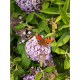 Buddleja Dav. 'Butterfly Candy Lila Sweetheart' - Ø19cm - ↕25cm