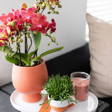 Orchidées de Colibl | Red Phalaenopsis Orchid Pot Mesure Ø9cm |  Congo | -Driving Room Plant - Freshly du producteur