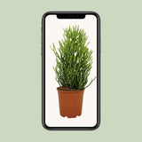 Euphorbia Tirucalli - Ø21cm - ↕60cm