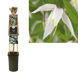 Clematis alp. «Willy '+3.0 Label - Ø17cm - ↕75cm
