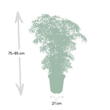 Polyscias fruticosa - Aralia - Ø21cm - ↕75cm