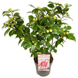 Camellia japonica Bonomiana - Ø19 - ↨65cm