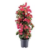 Bougainvillea piramide rouge - Ø17cm - ↕65cm