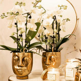 Orchidée Phalaenopsis blanche en pot 9 cm