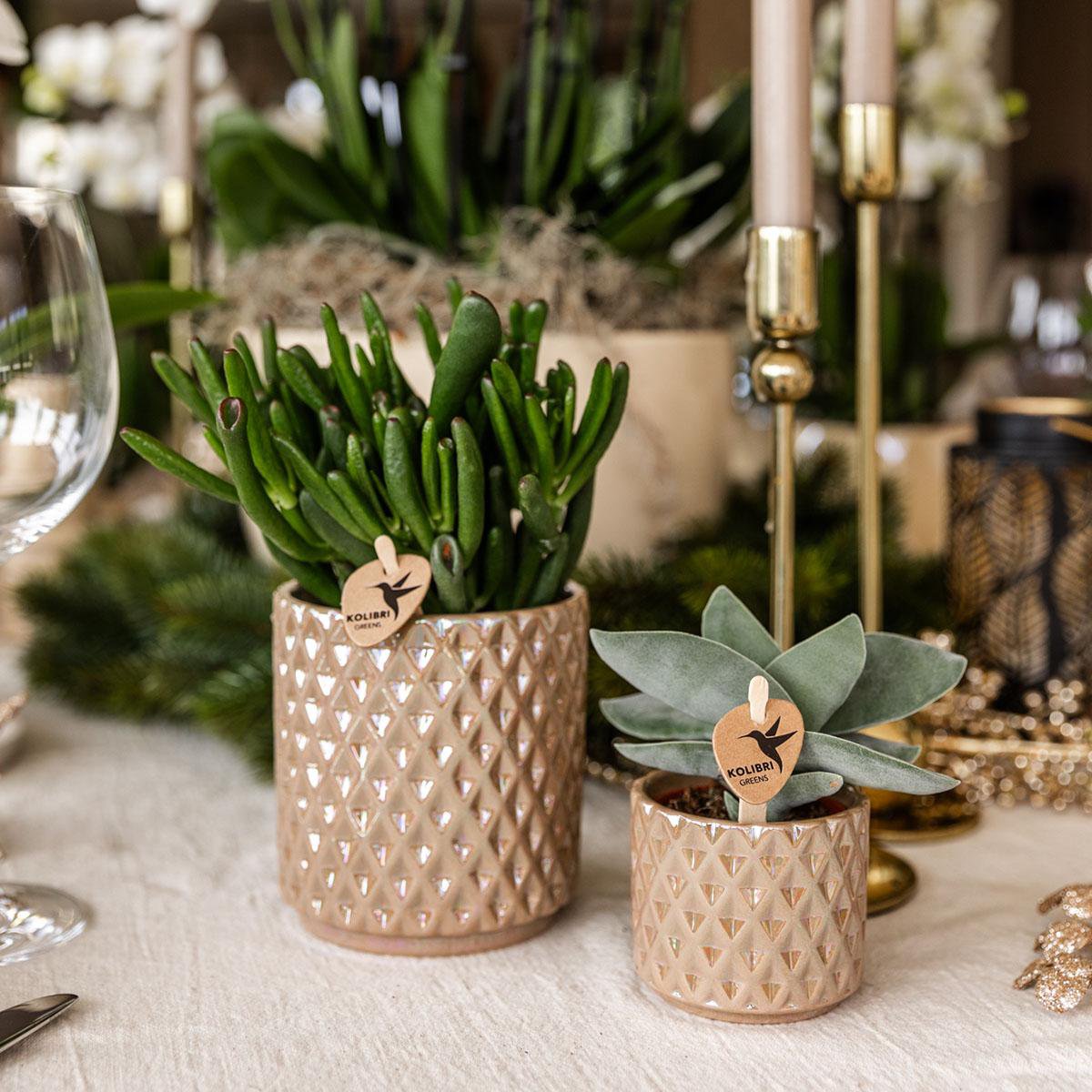 Plante succulente Crassula Hobbit verte