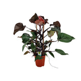 Plante Philodendron Ruby pyramide Ø19 cm H75 cm