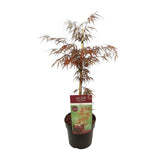 Acer Palm. 'Garnet' - Ø19cm - ↕40cm