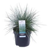 Plante artificielle Festuca glauca bleue
