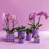 Maison Colibri | Pot décoratif Candy - Lilas - Ø6cm