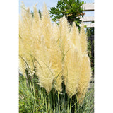 Cortaderia Selloana 'Evita' - Ø19cm - ↕60cm