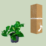 Plante Epipremnum doré Ø12 cm Hauteur 20 cm