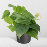 Philodendron Scandens en pot Ø12 cm