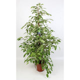 Plante Ficus Benjamina bordure dorée Ø21 cm 100 cm