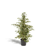 Ficus benjamina Crépuscule - Ø21cm - ↕95cm