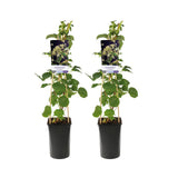 Hortensia A. Peolilaris - 2 pièces - Ø17cm - ↕75cm