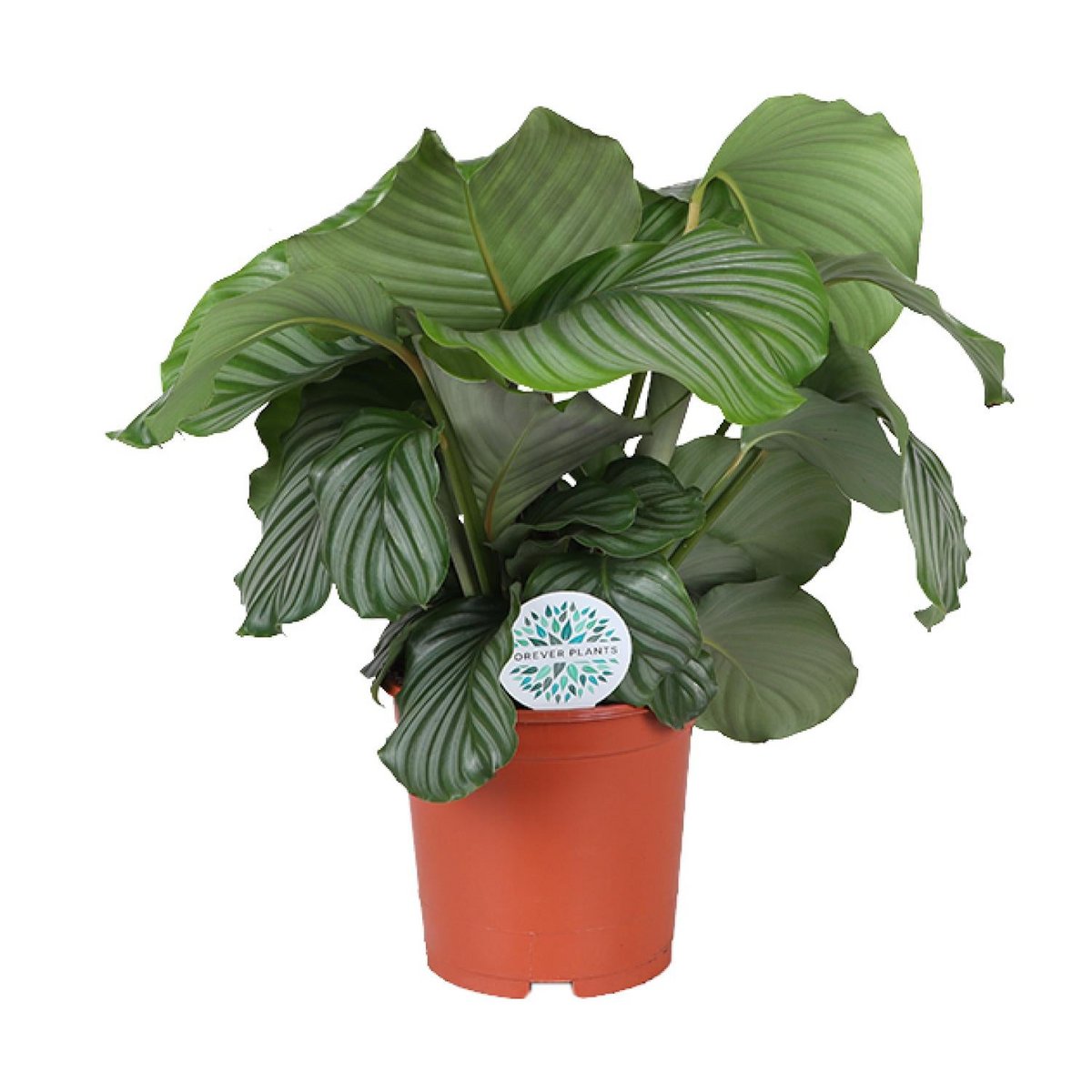 Calathea orbifolia avec de grandes feuilles rondes et motifs argentés