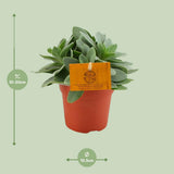 Plante succulente Senecio Cephalophorus Ø10,5 cm