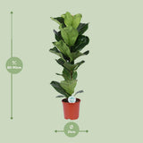 Ficus lyrata - Ø21cm - ↕90cm