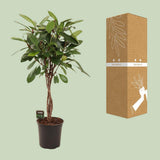 Ficus Cyathistipula - Ø24cm - ↕110cm