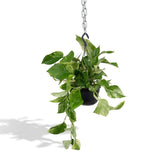 Reine de marbre Epipremnum - Scindapsus - Ø15cm - ↕25cm