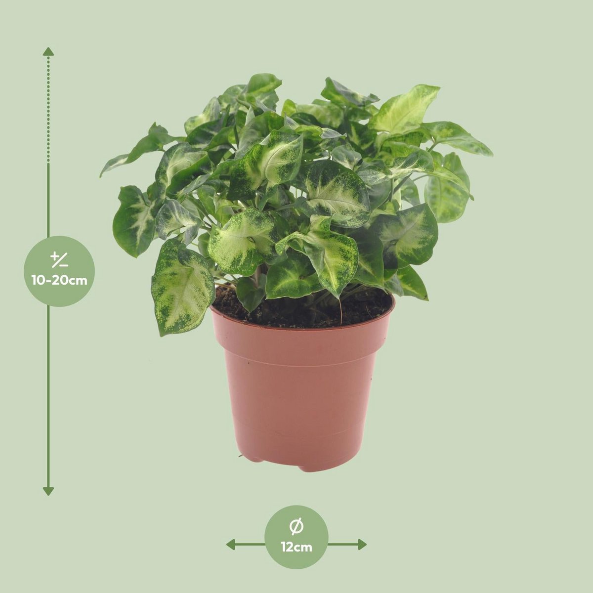 Syngonium Pixie Ø12 cm hauteur 20 cm