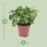 Plante artificielle Syngonium Pixie Ø12 cm hauteur 20 cm