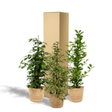 Lot de 4 ficus d'intérieur