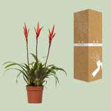 Vriesea Elan Tuft - Ø12cm - ↕55cm