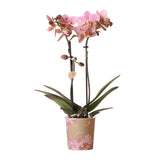 Orchidée Treviso rose avec pot Ø9 cm