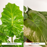 Wentui Alocasia - 60 cm - Ø19cm + Portodora Alocasia - 75 cm - Ø21 cm