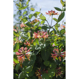 Lonicera Hybride 'Celestial - Ø15cm - ↕65cm