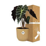 Alocasia Polly en pot de 14 cm