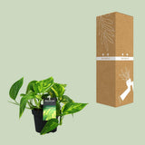 Plante artificielle Scindapsus Ø12 cm H20 cm