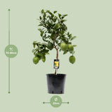 Plante citrus citron Ø22 cm hauteur 80 cm