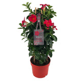 Mandevilla Sundaville Early Scarlet - Plante grimpante avec fleurs rouges et feuillage vert brillant