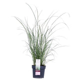 Miscanthus sinensis Ferner Osten - Ø19 - ↨50cm