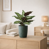 Plante paon J-Line dans un pot en plastique vert en situation