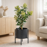 Arbre Skimmia - Vert, Plastique PE, H:75 cm en situation
