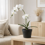 Orchidée en situation