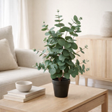 Feuille d'eucalyptus artificielle en situation