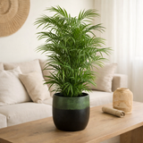 J-Line Mountain Palm dans un pot en plastique vert/noir petit en situation