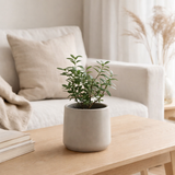Pot de fleur J-Line Rond - céramique - gris - XS - Ø 15 cm en situation