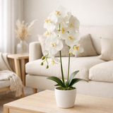 J-Line plantes Orchid In Soil - plastique - blanc/vert - grand en situation