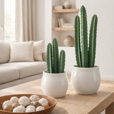 J-Line Cactus 3 pièces en pot plastique vert petit en situation