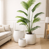 J-Line Palmier Perle En Pot Plastique Vert en situation