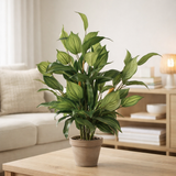 Plante artificielle Hosta Vert en situation