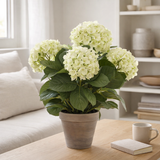 Plante d'art Hyddongea Creme en situation