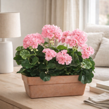 Plante artificielle Géranium Rose en situation