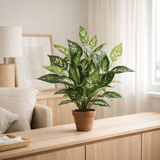 Plante artificielle Dieffenbachia Vert en situation