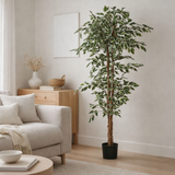 Plante artificielle Ficus Vert en situation